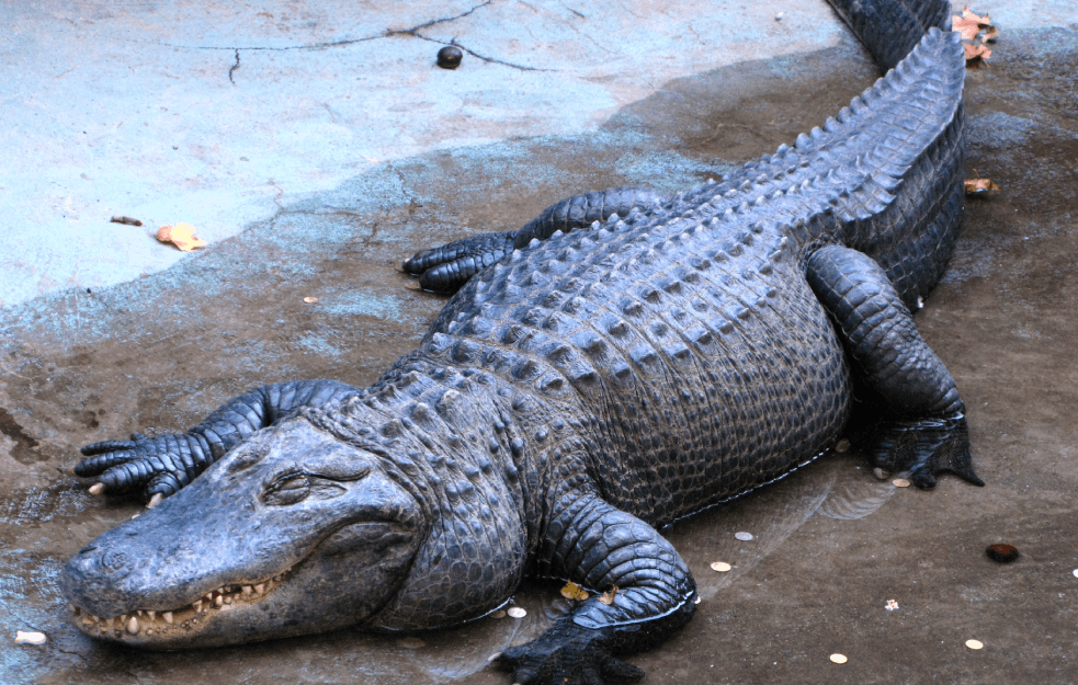 NAJSTARIJI ALIGATOR NA SVETU ŽIVI U BEOGRADU: Muja preživeo TRI BOMBARDOVANJA i danas proslavio 85. ROĐENDAN! 